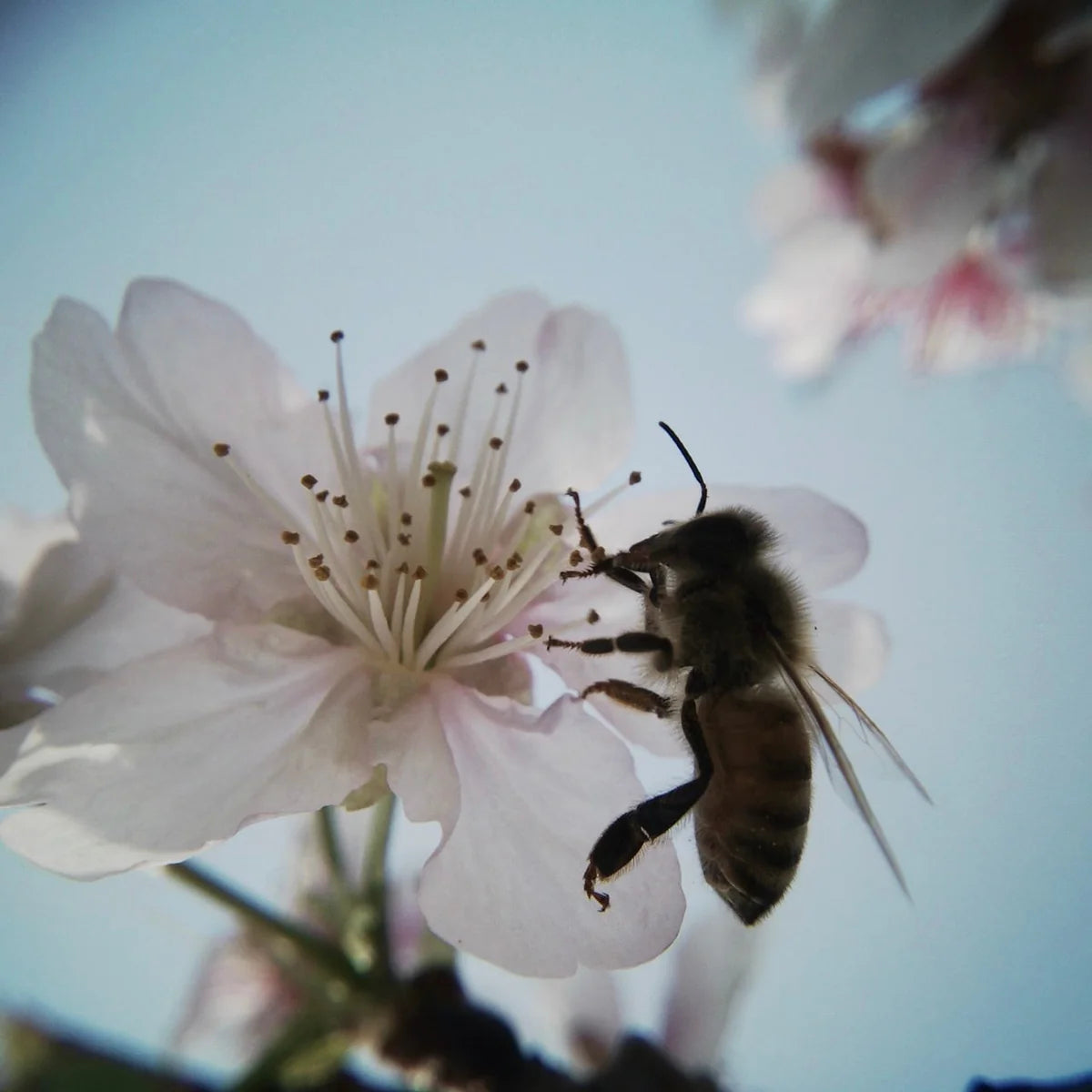 Effect Lens Set - Wide Angle and Macro