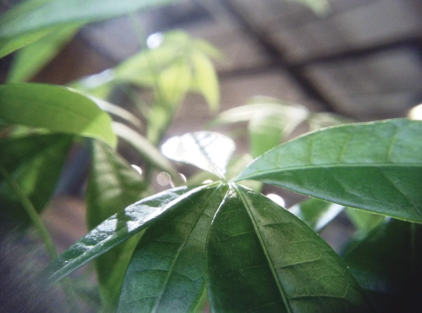 Effect Lens Set - Wide Angle and Macro
